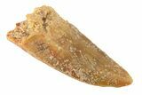 Serrated, Raptor Premaxillary Tooth - Real Dinosaur Tooth #285164-1